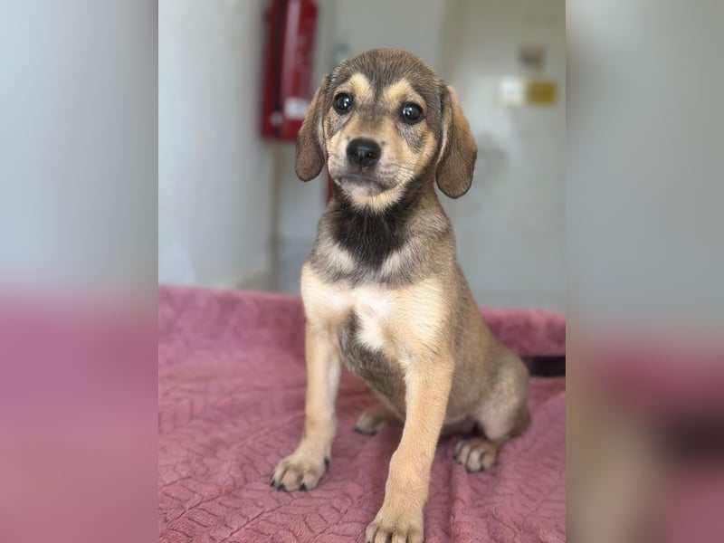 Lotte, geb. ca. 05/2026, lebt in GRIECHENLAND, im städt. Tierheim Serres