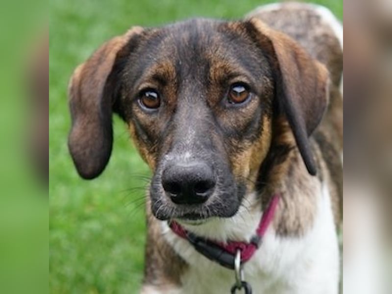 Diona, geb. ca. 05/2024, lebt lebt in 48291 Telgte, Vermittlungshilfe