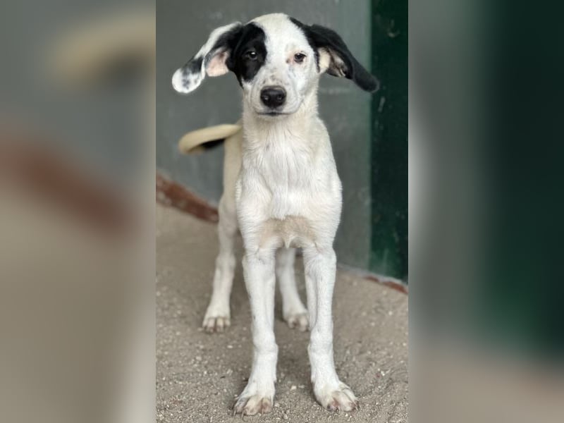 Dani, geb. ca. 02/2026, lebt in GRIECHENLAND, im städt. Tierheim Serres