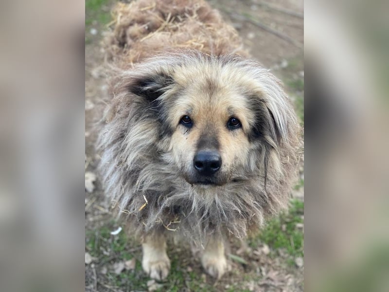 Mandy Lou geb. ca. 11/2020, lebt in GRIECHENLAND, auf einer privaten Pflegestelle