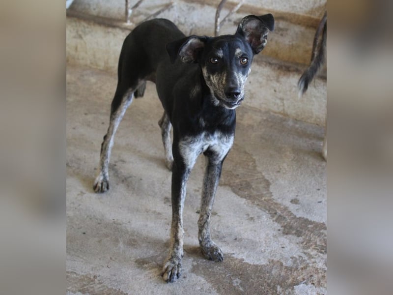 Savina, geb. ca. 01/2025, lebt in GRIECHENLAND, auf einer privaten Pflegestelle