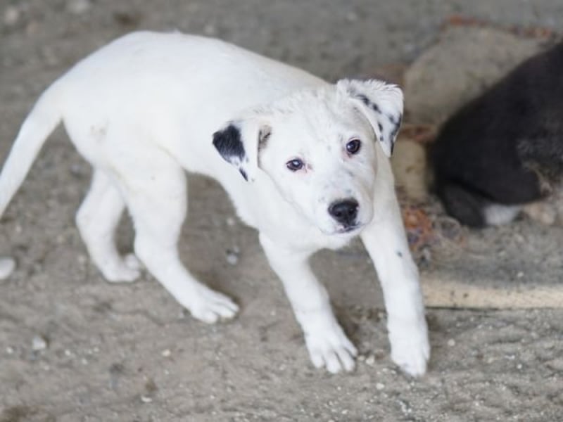 Yaspi, geb. ca. 01/2026, lebt in GRIECHENLAND, auf einer privaten Pflegestelle