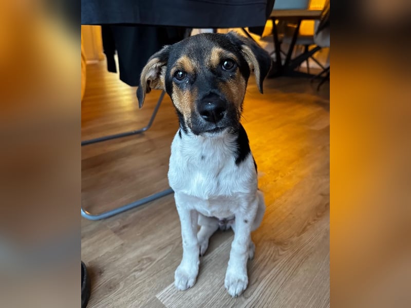 Caien, geb. ca. 10/2025, lebt auf einer Pflegestelle in 49176 Hilter