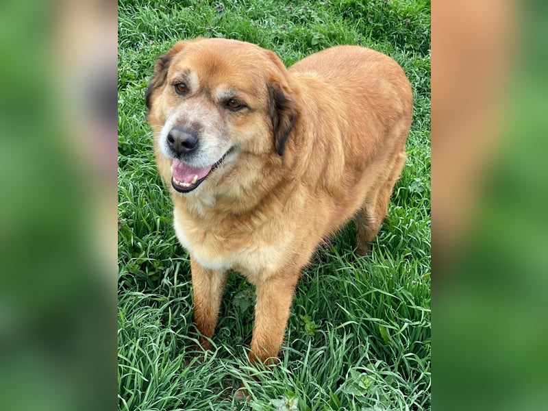 Gandhi, geb. ca. 12/2018, lebt in GRIECHENLAND, im städt. Tierheim Serres