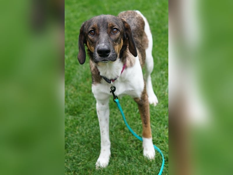 Diona, geb. ca. 05/2024, lebt lebt in 48291 Telgte, Vermittlungshilfe