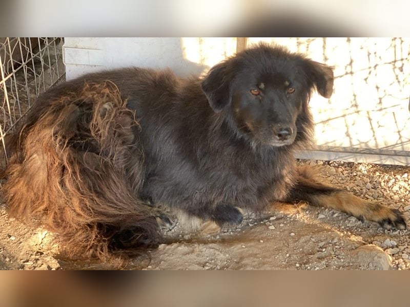 Kayra, geb. ca. 09/2018, lebt in GRIECHENLAND, im städt. Tierheim Serres