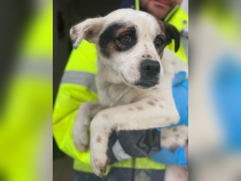 Eva, geb. ca.12/2024, lebt in GRIECHENLAND, auf einer privaten Pflegestelle