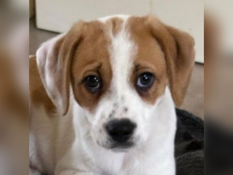 Sprite, geb. ca. 11/2025, lebt in GRIECHENLAND, auf einer privaten Pflegestelle