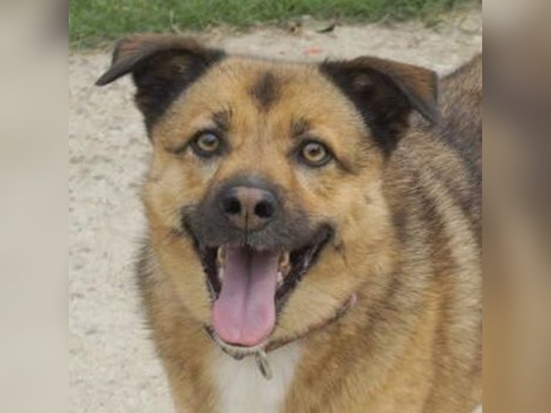 Aris-Jano, geb. ca. 02/16, lebt in GRIECHENLAND, auf einer privaten Pflegestelle