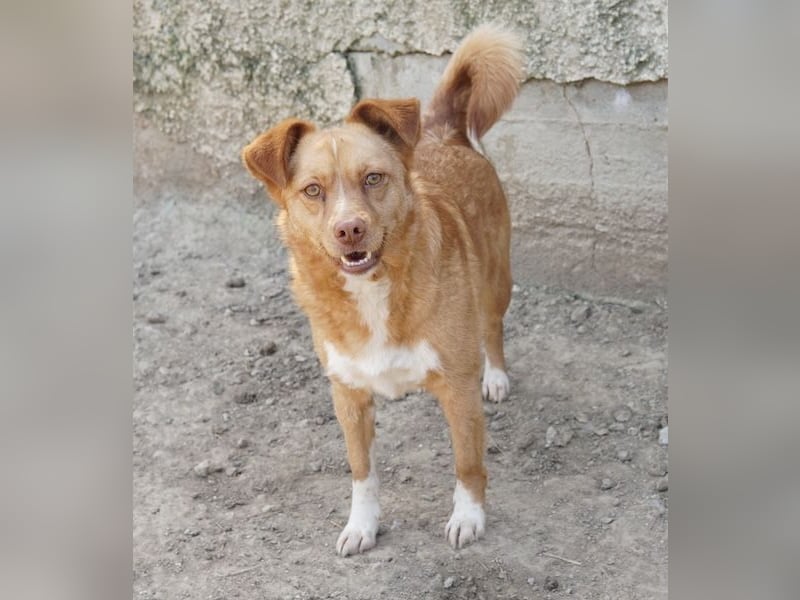 Rosalie, geb. ca. 12/2022, lebt in GRIECHENLAND, auf einer privaten Pflegestelle