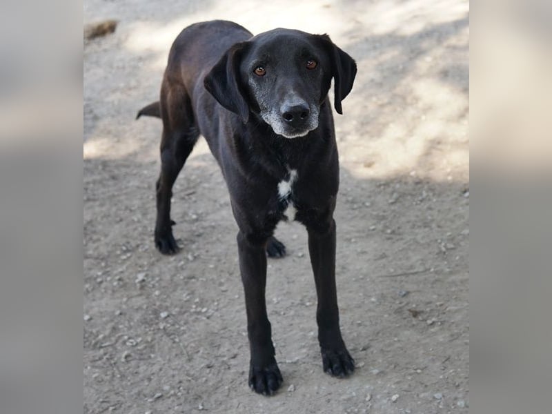 Chelion, geb. ca. 11/2018, lebt in GRIECHENLAND, im städt. Tierheim Serres