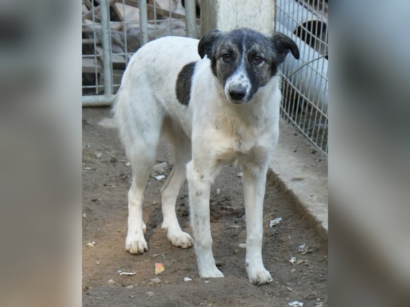 Ranja, geb. ca. 11/2023, lebt in GRIECHENLAND, auf einer privaten Pflegestelle