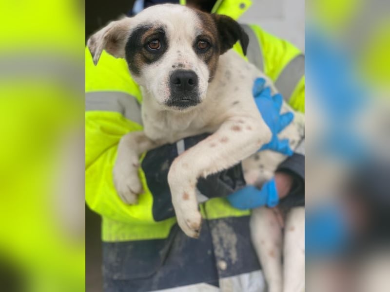 Eva, geb. ca.12/2024, lebt in GRIECHENLAND, auf einer privaten Pflegestelle