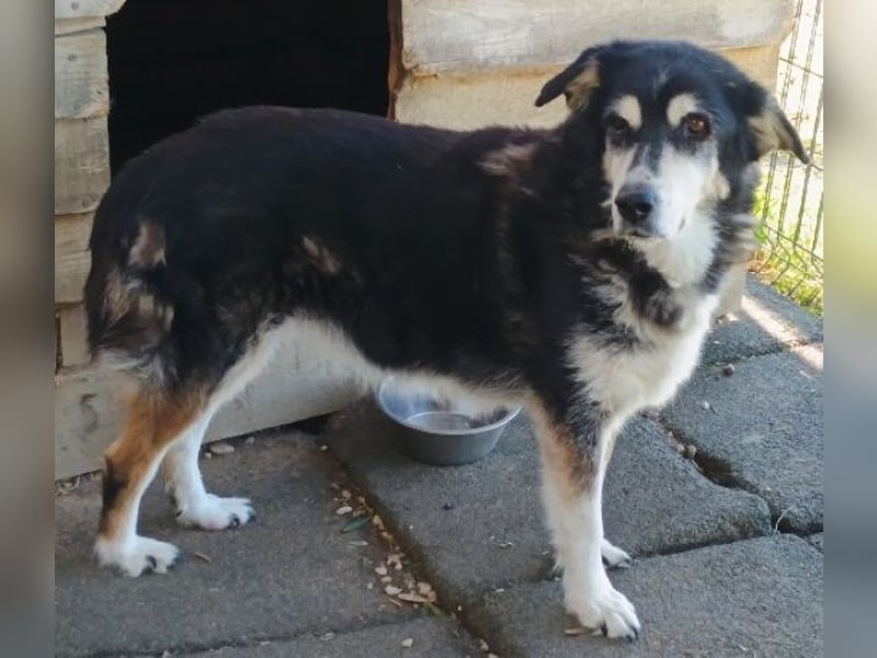 Toula, geb. ca. 04/2015, lebt in GRIECHENLAND, auf einer privaten Pflegestelle