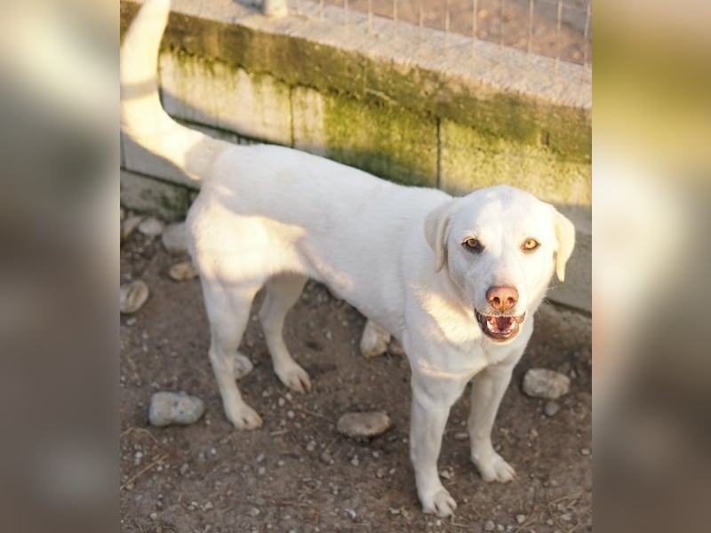 Gianna, geb. ca. 02/2022, lebt in GRIECHENLAND, im städt. Tierheim Serres