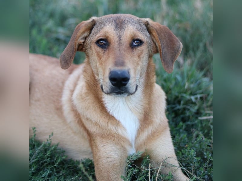 Henning, geb. ca. 12/2023, lebt in GRIECHENLAND, im städt. Tierheim Serres