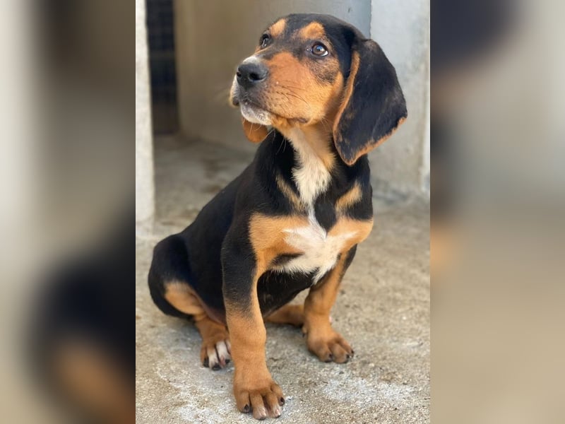 Jäger, geb. ca. 08/2025, lebt in GRIECHENLAND, im städt. Tierheim Serres