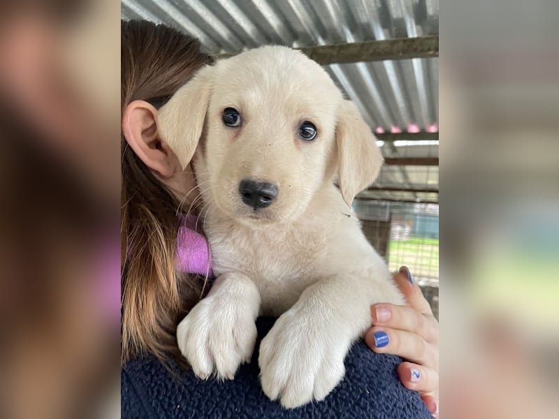 Gracie, geb. ca. 11/2025, lebt in GRIECHENLAND, auf einer privaten Pflegestelle