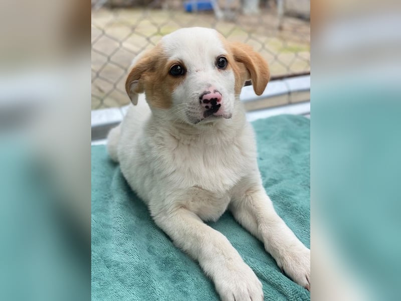 Haku, geb. ca. 08/2025, lebt in GRIECHENLAND, auf einer privaten Pflegestelle