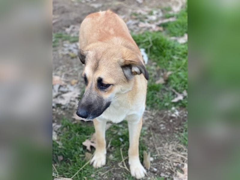 Heraya, geb. ca. 02/2025, lebt in GRIECHENLAND, auf einer privaten Pflegestelle