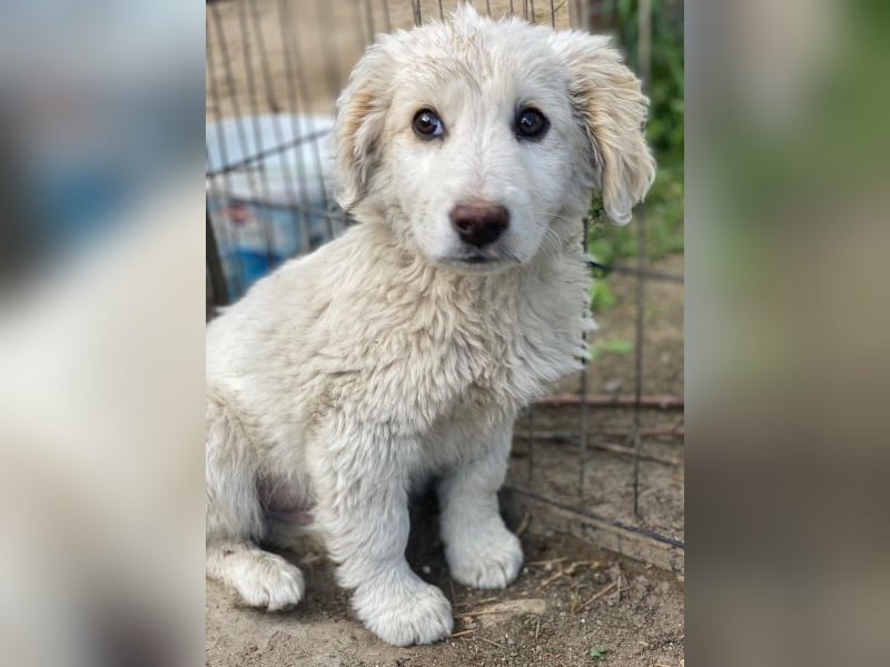 Tiramisu, geb. ca. 01/2026, lebt in GRIECHENLAND, auf einer privaten Pflegestelle