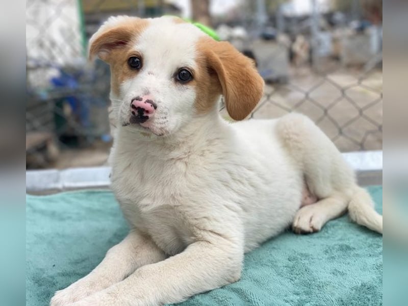 Haku, geb. ca. 08/2025, lebt in GRIECHENLAND, auf einer privaten Pflegestelle