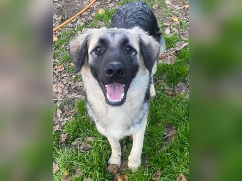 Anakin, geb. ca. 03/2025, lebt in GRIECHENLAND, auf einer privaten Pflegestelle