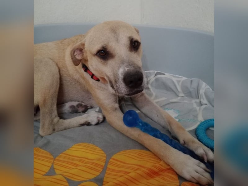 Coco, geb. ca. 07/2022, lebt in GRIECHENLAND, auf einer privaten Pflegestelle