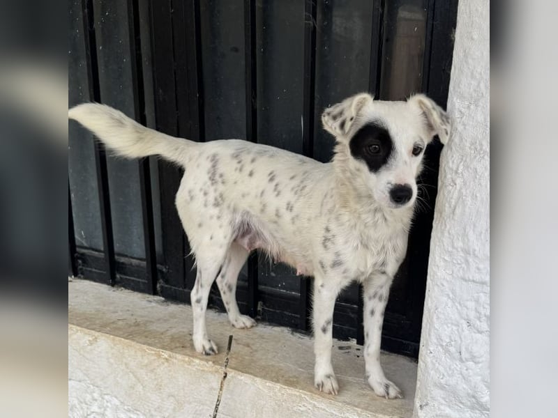 Meybel geb. ca. 02/2025, lebt in GRIECHENLAND, auf einer privaten Pflegestelle