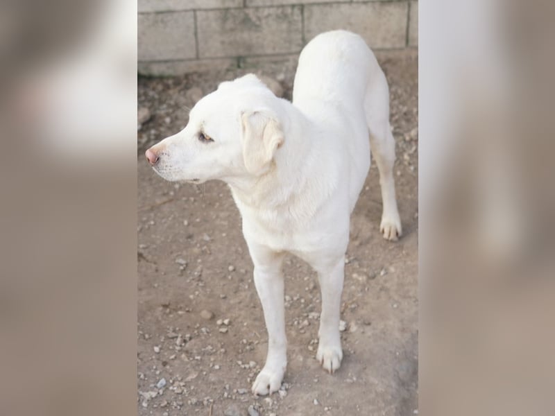 Gianna, geb. ca. 02/2022, lebt in GRIECHENLAND, im städt. Tierheim Serres