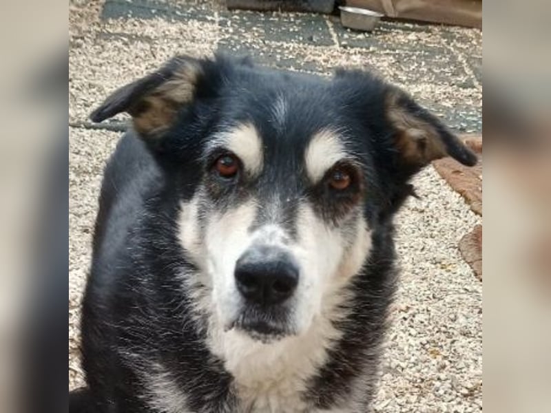 Toula, geb. ca. 04/2015, lebt in GRIECHENLAND, auf einer privaten Pflegestelle