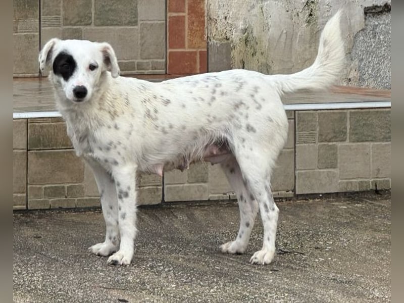 Meybel geb. ca. 02/2025, lebt in GRIECHENLAND, auf einer privaten Pflegestelle