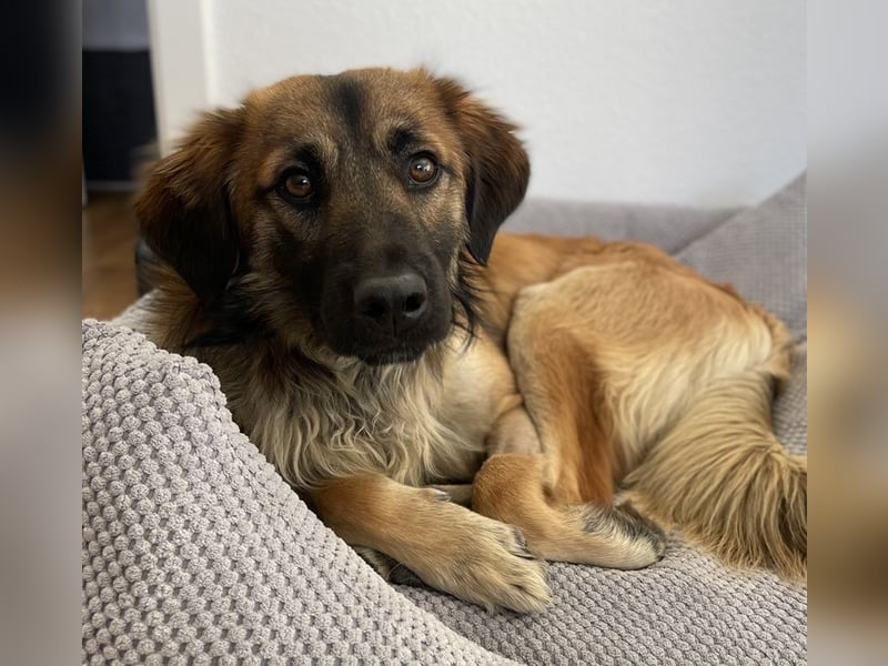 Strolch, geb. ca. 04/2024, lebt auf einer Pflegestelle in 71272 Renningen