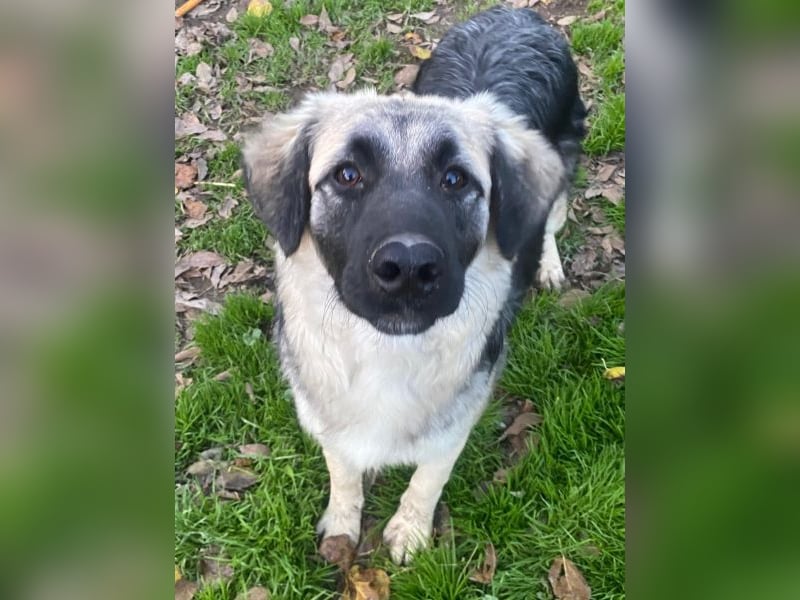 Anakin, geb. ca. 03/2025, lebt in GRIECHENLAND, auf einer privaten Pflegestelle