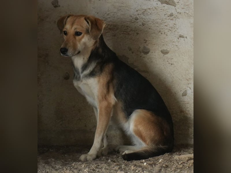 Atlanta, geb. ca. 07/2023, lebt in GRIECHENLAND, auf einer privaten Pflegestelle