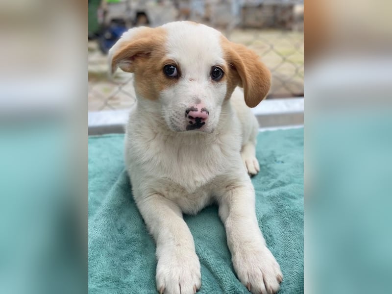 Haku, geb. ca. 08/2025, lebt in GRIECHENLAND, auf einer privaten Pflegestelle