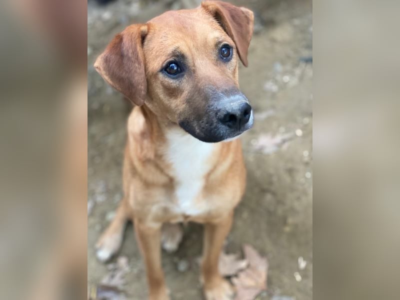 Hunter, geb. ca. 02/2025, lebt in GRIECHENLAND, auf einer privaten Pflegestelle