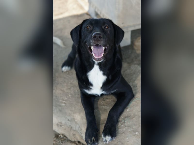 Ria, geb. ca. 10/2024, lebt in GRIECHENLAND, im städt. Tierheim Serres