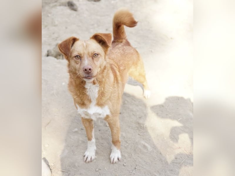 Rosalie, geb. ca. 12/2022, lebt in GRIECHENLAND, auf einer privaten Pflegestelle