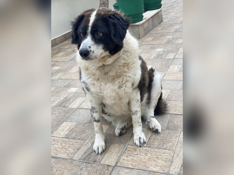 Linda, geb. ca. 09/2015, lebt in GRIECHENLAND, auf einer privaten Pflegestelle