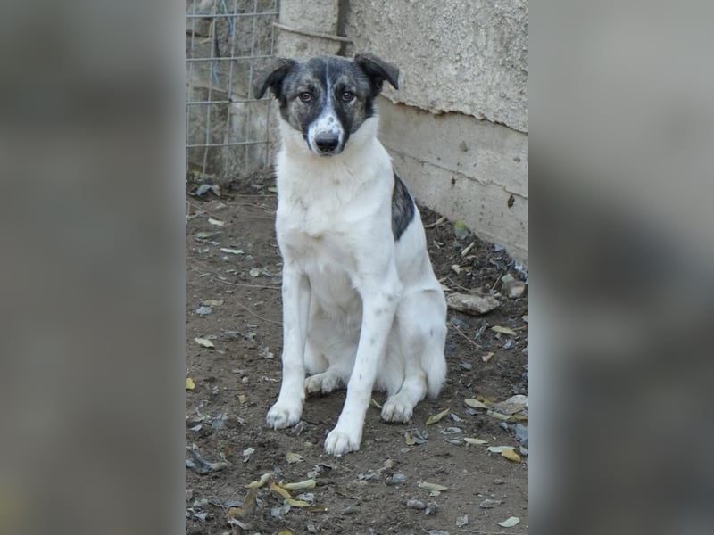 Ranja, geb. ca. 11/2023, lebt in GRIECHENLAND, auf einer privaten Pflegestelle