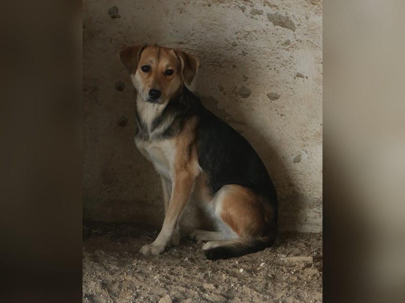 Atlanta, geb. ca. 07/2023, lebt in GRIECHENLAND, auf einer privaten Pflegestelle