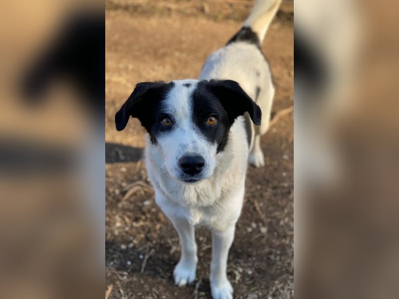 Alva, geb. ca. 05/2023, lebt in GRIECHENLAND, auf einer privaten Pflegestelle