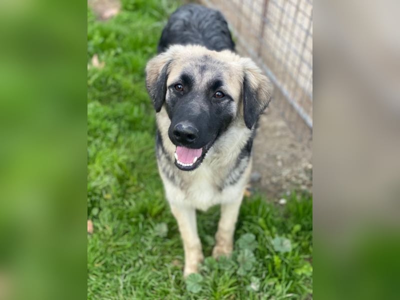 Anakin, geb. ca. 03/2025, lebt in GRIECHENLAND, auf einer privaten Pflegestelle