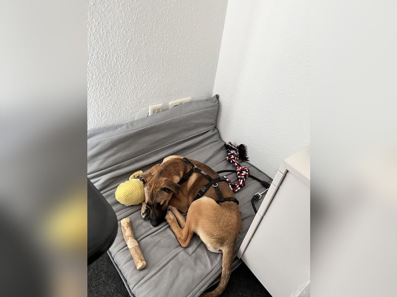 Dickie, geb. ca. 11/2025, lebt bei einer Familie in 46236 Bottrop