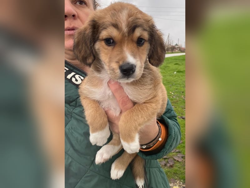 Barnes, geb. ca. 10/2025, lebt in GRIECHENLAND, im städt. Tierheim Serres