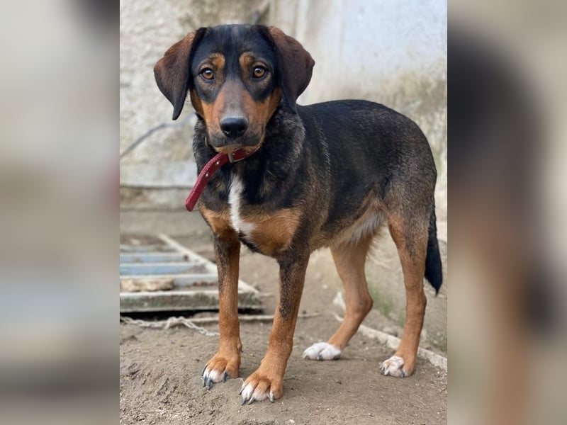 Zona, geb. ca. 11/2022, lebt in GRIECHENLAND, auf einer privaten Pflegestelle