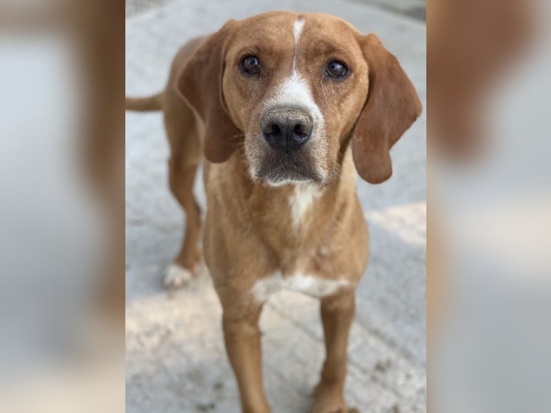 Elma, geb. ca. 03/2021, lebt in GRIECHENLAND, im städt. Tierheim Serres