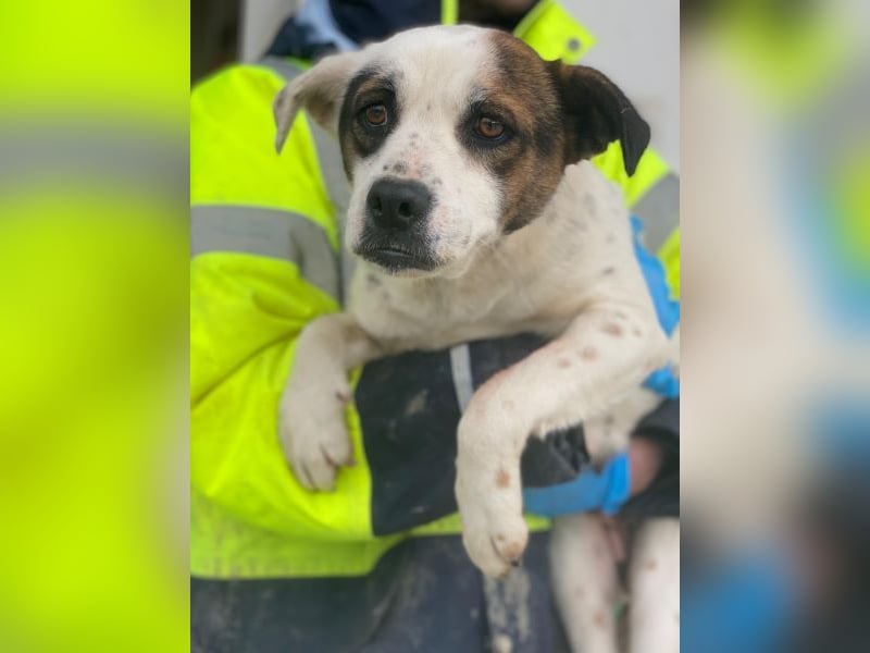 Eva, geb. ca.12/2024, lebt in GRIECHENLAND, auf einer privaten Pflegestelle