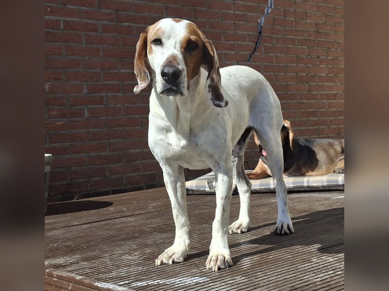 Zack, geb. ca. 10/2022, lebt auf einer Pflegestelle in 23556 Lübeck